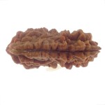 30.23 MM Ek Mukhi Rudraksha