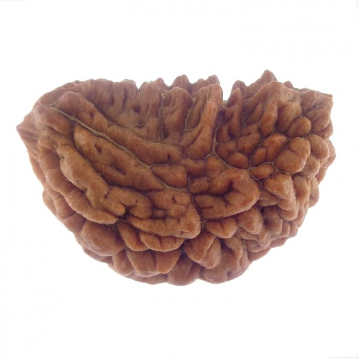 30.23 MM Ek Mukhi Rudraksha