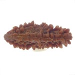 29.71 MM Ek Mukhi Rudraksha