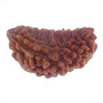 29.71 MM Ek Mukhi Rudraksha