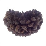 30.99 MM Ek Mukhi Rudraksha