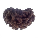 30.99 MM Ek Mukhi Rudraksha