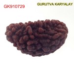 35.34 MM Ek Mukhi Rudraksha