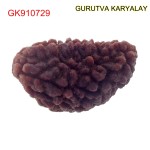 35.34 MM Ek Mukhi Rudraksha