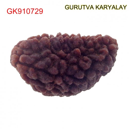 35.34 MM Ek Mukhi Rudraksha