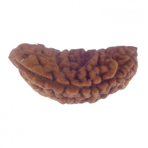 33.62 MM Ek Mukhi Rudraksha