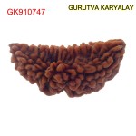 34.74 MM Ek Mukhi Rudraksha