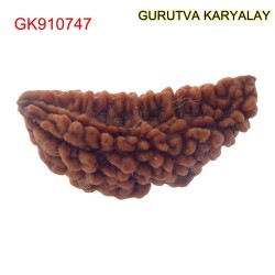 34.74 MM Ek Mukhi Rudraksha