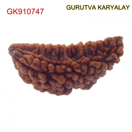 34.74 MM Ek Mukhi Rudraksha