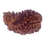 34.76 MM Ek Mukhi Rudraksha