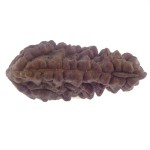 35.12 MM Ek Mukhi Rudraksha