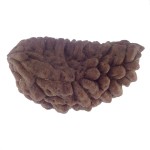 35.12 MM Ek Mukhi Rudraksha