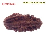 36.30 MM Ek Mukhi Rudraksha