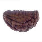 36.30 MM Ek Mukhi Rudraksha
