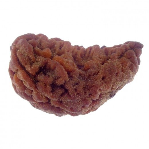 33.69 MM Ek Mukhi Rudraksha