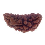 36.64 MM Ek Mukhi Rudraksha