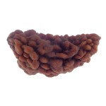 36.64 MM Ek Mukhi Rudraksha