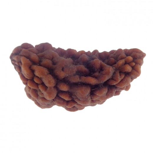 36.64 MM Ek Mukhi Rudraksha