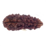 36.86 MM Ek Mukhi Rudraksha