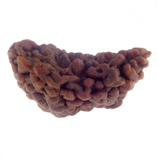 36.86 MM Ek Mukhi Rudraksha