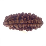 32.22 MM Ek Mukhi Rudraksha