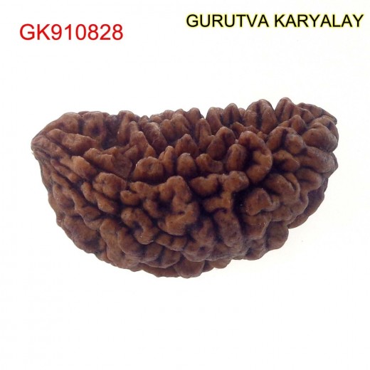 32.22 MM Ek Mukhi Rudraksha