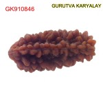 29.49 MM Ek Mukhi Rudraksha