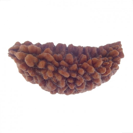 35.52 MM Ek Mukhi Rudraksha