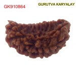 33.59 MM Ek Mukhi Rudraksha