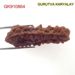 33.59 MM Ek Mukhi Rudraksha