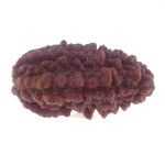 34.27 MM Ek Mukhi Rudraksha