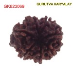 22.80 MM Mantra Siddha Natural 7 Mukhi Nepali Rudraksha