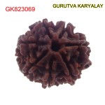 22.80 MM Mantra Siddha Natural 7 Mukhi Nepali Rudraksha