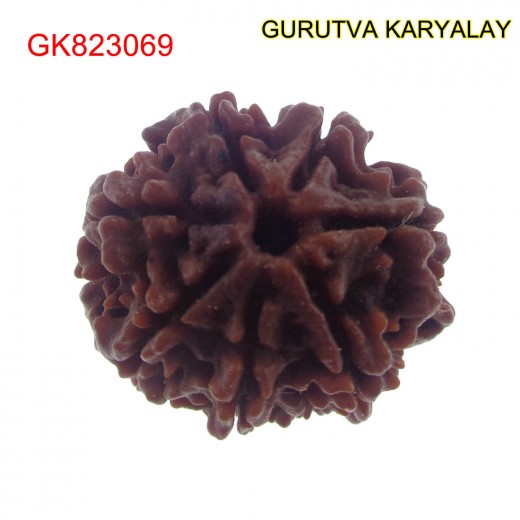 22.80 MM Mantra Siddha Natural 7 Mukhi Nepali Rudraksha