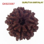 22.46 MM Mantra Siddha Natural 7 Mukhi Nepali Rudraksha