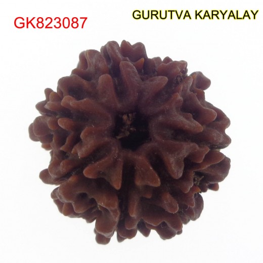22.46 MM Mantra Siddha Natural 7 Mukhi Nepali Rudraksha