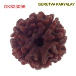 21.34 MM Mantra Siddha Natural 7 Mukhi Nepali Rudraksha