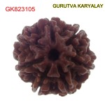 22.17 MM Mantra Siddha Natural 7 Mukhi Nepali Rudraksha