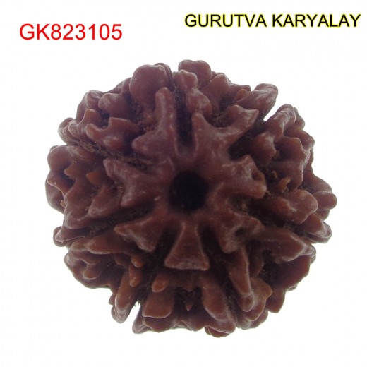 22.17 MM Mantra Siddha Natural 7 Mukhi Nepali Rudraksha