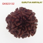 20.53 MM Mantra Siddha Natural 7 Mukhi Nepali Rudraksha
