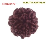 22.08 MM Mantra Siddha Natural 7 Mukhi Nepali Rudraksha