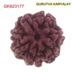 22.08 MM Mantra Siddha Natural 7 Mukhi Nepali Rudraksha