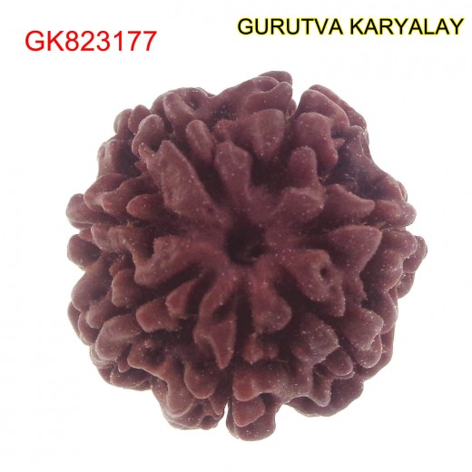 22.08 MM Mantra Siddha Natural 7 Mukhi Nepali Rudraksha