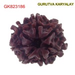 22.10 mm Mantra Siddha Natural 7 Mukhi Nepali Rudraksha