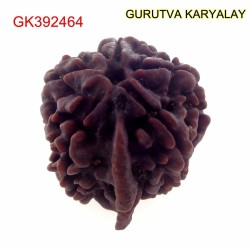 26.98 MM Nepali Ganesha Rudraksh Beads