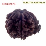26.48 MM Nepali Ganesha Rudraksh Beads