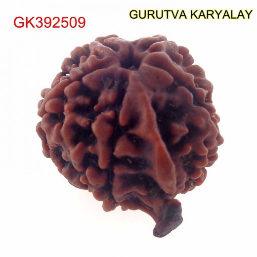 22.02 MM Nepali Ganesha Rudraksh Beads