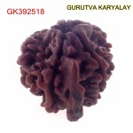 23.74 MM Nepali Ganesha Rudraksh Beads