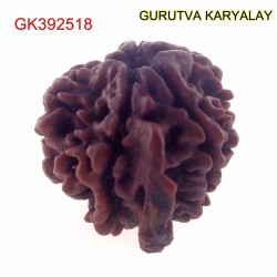 23.74 MM Nepali Ganesha Rudraksh Beads