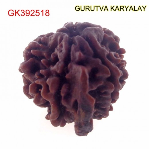 23.74 MM Nepali Ganesha Rudraksh Beads